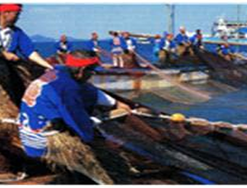 鞆の浦鯛しばり網漁法