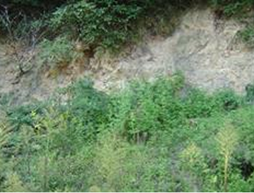 衝上断層（奈良津露頭）