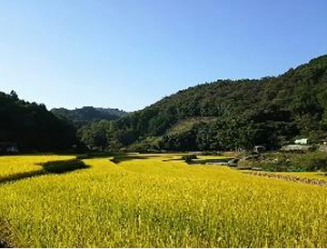 熊野町の棚田